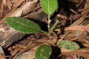 <strong>Euphorbiaceae - Claoxylon glandulosum - Boivin ex Baill.</strong><br />© Baret Stéphane