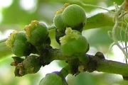 <strong>Euphorbiaceae - Claoxylon glandulosum - Boivin ex Baill.</strong><br />© Baret Stéphane