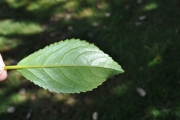 <strong>Euphorbiaceae - Claoxylon glandulosum - Boivin ex Baill.</strong><br />© Sarrailh Jean-Michel / CIRAD