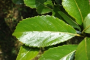 <strong>Euphorbiaceae - Claoxylon glandulosum - Boivin ex Baill.</strong><br />© Sarrailh Jean-Michel / CIRAD