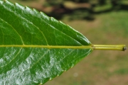 <strong>Euphorbiaceae - Claoxylon glandulosum - Boivin ex Baill.</strong><br />© Sarrailh Jean-Michel / CIRAD