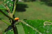 <strong>Euphorbiaceae - Claoxylon glandulosum - Boivin ex Baill.</strong><br />© Sarrailh Jean-Michel / CIRAD