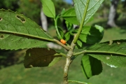 <strong>Euphorbiaceae - Claoxylon glandulosum - Boivin ex Baill.</strong><br />© Sarrailh Jean-Michel / CIRAD