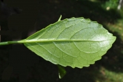 <strong>Euphorbiaceae - Claoxylon glandulosum - Boivin ex Baill.</strong><br />© Sarrailh Jean-Michel / CIRAD