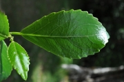 <strong>Euphorbiaceae - Claoxylon glandulosum - Boivin ex Baill.</strong><br />© Sarrailh Jean-Michel / CIRAD