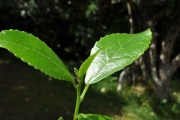 <strong>Euphorbiaceae - Claoxylon glandulosum - Boivin ex Baill.</strong><br />© Sarrailh Jean-Michel / CIRAD