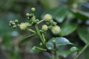 <strong>Euphorbiaceae - Claoxylon glandulosum - Boivin ex Baill.</strong><br />© Sarrailh Jean-Michel / CIRAD