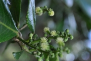 <strong>Euphorbiaceae - Claoxylon glandulosum - Boivin ex Baill.</strong><br />© Sarrailh Jean-Michel / CIRAD