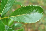 <strong>Euphorbiaceae - Claoxylon glandulosum - Boivin ex Baill.</strong><br />© Sarrailh Jean-Michel / CIRAD