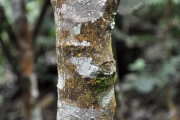 <strong>Euphorbiaceae - Claoxylon glandulosum - Boivin ex Baill.</strong><br />© Sarrailh Jean-Michel / CIRAD