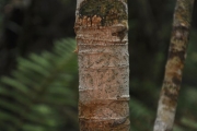 <strong>Euphorbiaceae - Claoxylon glandulosum - Boivin ex Baill.</strong><br />© Sarrailh Jean-Michel / CIRAD