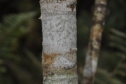 <strong>Euphorbiaceae - Claoxylon glandulosum - Boivin ex Baill.</strong><br />© Sarrailh Jean-Michel / CIRAD