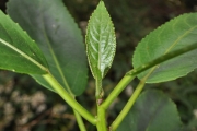 <strong>Euphorbiaceae - Claoxylon glandulosum - Boivin ex Baill.</strong><br />© Sarrailh Jean-Michel / CIRAD