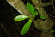 <strong>Euphorbiaceae - Claoxylon parviflorum - A.Juss.</strong><br />© Sarrailh Jean-Michel / CIRAD