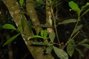 <strong>Euphorbiaceae - Claoxylon parviflorum - A.Juss.</strong><br />© Sarrailh Jean-Michel / CIRAD