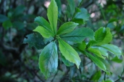 <strong>Euphorbiaceae - Claoxylon parviflorum - A.Juss.</strong><br />© Sarrailh Jean-Michel / CIRAD