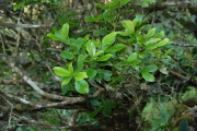 <strong>Euphorbiaceae - Claoxylon parviflorum - A.Juss.</strong><br />© Sarrailh Jean-Michel / CIRAD