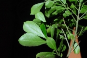<strong>Euphorbiaceae - Claoxylon parviflorum - A.Juss.</strong><br />© Sarrailh Jean-Michel / CIRAD