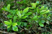 <strong>Euphorbiaceae - Claoxylon parviflorum - A.Juss.</strong><br />© Sarrailh Jean-Michel / CIRAD