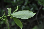 <strong>Euphorbiaceae - Claoxylon parviflorum - A.Juss.</strong><br />© Sarrailh Jean-Michel / CIRAD