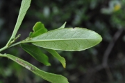 <strong>Euphorbiaceae - Claoxylon parviflorum - A.Juss.</strong><br />© Sarrailh Jean-Michel / CIRAD