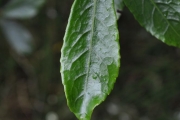 <strong>Euphorbiaceae - Claoxylon parviflorum - A.Juss.</strong><br />© Sarrailh Jean-Michel / CIRAD