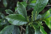 <strong>Euphorbiaceae - Claoxylon parviflorum - A.Juss.</strong><br />© Sarrailh Jean-Michel / CIRAD