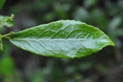 <strong>Euphorbiaceae - Claoxylon parviflorum - A.Juss.</strong><br />© Sarrailh Jean-Michel / CIRAD
