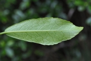 <strong>Euphorbiaceae - Claoxylon parviflorum - A.Juss.</strong><br />© Sarrailh Jean-Michel / CIRAD