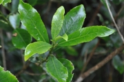 <strong>Euphorbiaceae - Claoxylon parviflorum - A.Juss.</strong><br />© Sarrailh Jean-Michel / CIRAD