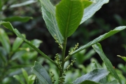 <strong>Euphorbiaceae - Claoxylon parviflorum - A.Juss.</strong><br />© Sarrailh Jean-Michel / CIRAD