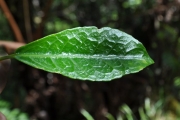 <strong>Euphorbiaceae - Claoxylon parviflorum - A.Juss.</strong><br />© Sarrailh Jean-Michel / CIRAD