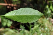<strong>Euphorbiaceae - Claoxylon parviflorum - A.Juss.</strong><br />© Sarrailh Jean-Michel / CIRAD