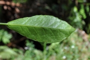 <strong>Euphorbiaceae - Claoxylon parviflorum - A.Juss.</strong><br />© Sarrailh Jean-Michel / CIRAD