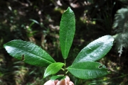 <strong>Euphorbiaceae - Claoxylon parviflorum - A.Juss.</strong><br />© Sarrailh Jean-Michel / CIRAD