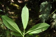 <strong>Euphorbiaceae - Claoxylon parviflorum - A.Juss.</strong><br />© Sarrailh Jean-Michel / CIRAD