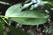 <strong>Euphorbiaceae - Claoxylon parviflorum - A.Juss.</strong><br />© Sarrailh Jean-Michel / CIRAD