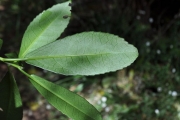 <strong>Euphorbiaceae - Claoxylon parviflorum - A.Juss.</strong><br />© Sarrailh Jean-Michel / CIRAD