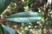 <strong>Euphorbiaceae - Claoxylon parviflorum - A.Juss.</strong><br />© Sarrailh Jean-Michel / CIRAD