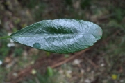 <strong>Euphorbiaceae - Claoxylon parviflorum - A.Juss.</strong><br />© Sarrailh Jean-Michel / CIRAD