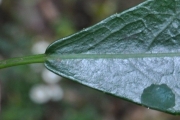 <strong>Euphorbiaceae - Claoxylon parviflorum - A.Juss.</strong><br />© Sarrailh Jean-Michel / CIRAD