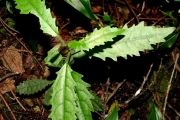 <strong>Euphorbiaceae - Claoxylon racemiflorum - A.Juss. ex Baill.</strong><br />© Baret Stéphane