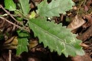 <strong>Euphorbiaceae - Claoxylon racemiflorum - A.Juss. ex Baill.</strong><br />© Baret Stéphane