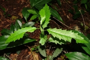 <strong>Euphorbiaceae - Claoxylon racemiflorum - A.Juss. ex Baill.</strong><br />© Baret Stéphane
