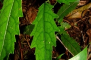 <strong>Euphorbiaceae - Claoxylon racemiflorum - A.Juss. ex Baill.</strong><br />© Baret Stéphane