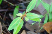 <strong>Sapindaceae - Cossinia pinnata - Comm. ex Lam.</strong><br />© Sarrailh Jean-Michel / CIRAD