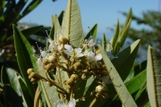 <strong>Sapindaceae - Cossinia pinnata - Comm. ex Lam.</strong><br />© Sarrailh Jean-Michel / CIRAD
