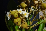 <strong>Sapindaceae - Cossinia pinnata - Comm. ex Lam.</strong><br />© Sarrailh Jean-Michel / CIRAD