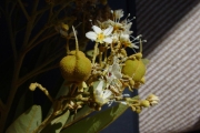 <strong>Sapindaceae - Cossinia pinnata - Comm. ex Lam.</strong><br />© Sarrailh Jean-Michel / CIRAD
