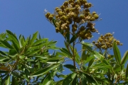<strong>Sapindaceae - Cossinia pinnata - Comm. ex Lam.</strong><br />© Sarrailh Jean-Michel / CIRAD